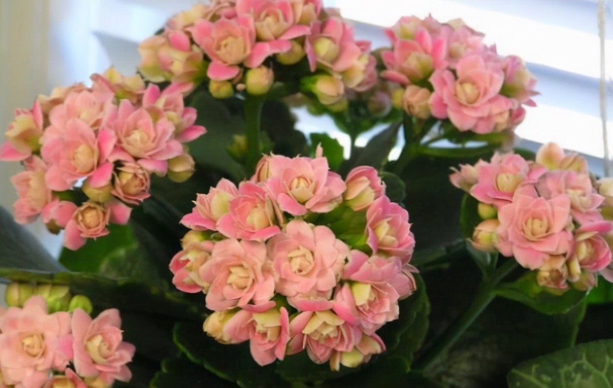 生石花开花图片（8种最爱开花的多肉看到都想养）