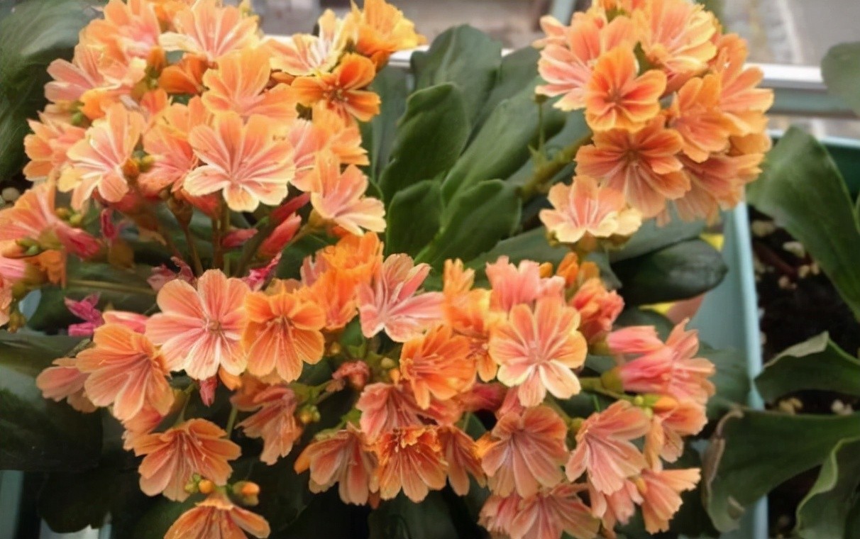 生石花开花图片（8种最爱开花的多肉看到都想养）