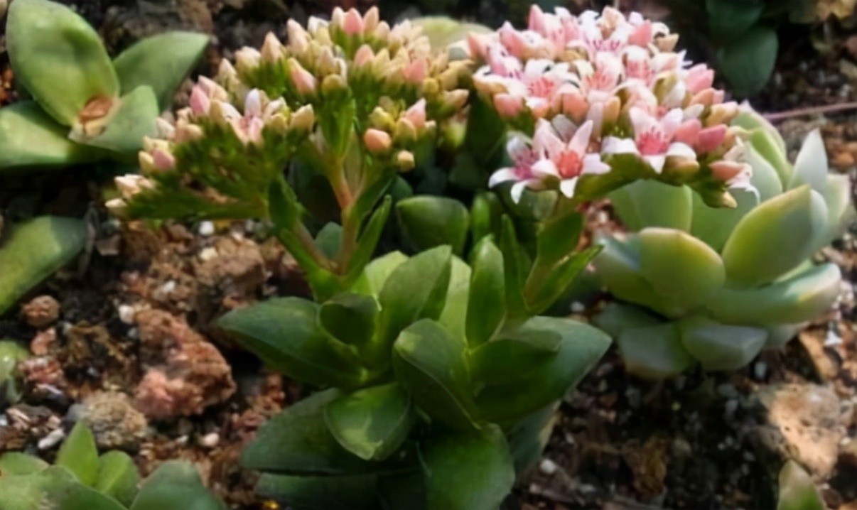 生石花开花图片（8种最爱开花的多肉看到都想养）