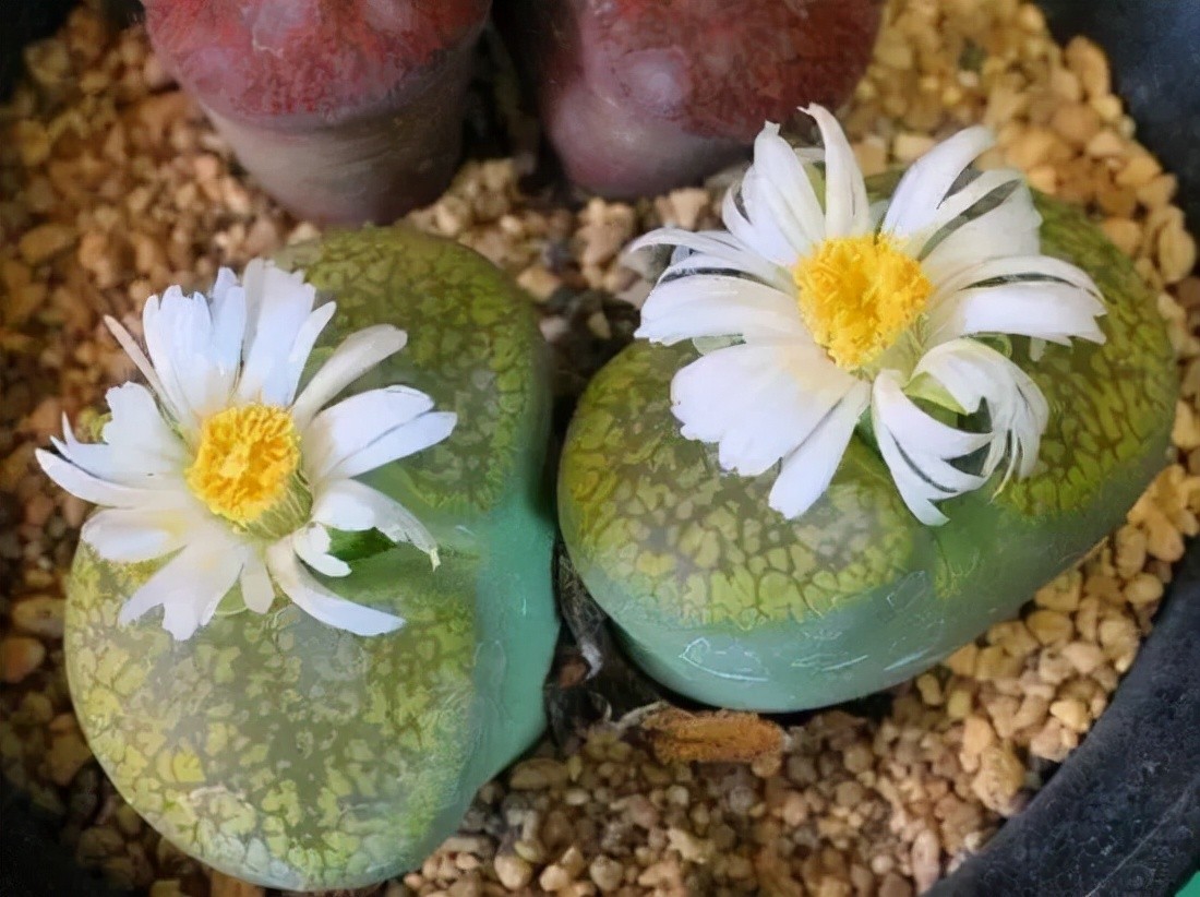 生石花开花图片（8种最爱开花的多肉看到都想养）