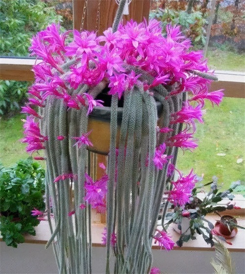 生石花开花图片（8种最爱开花的多肉看到都想养）