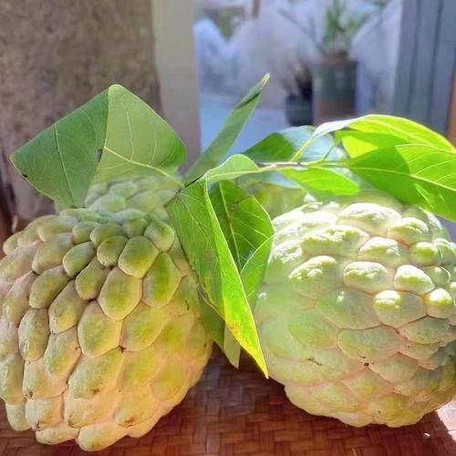 孕妇能吃番荔枝吗（孕妇吃水果的注意事项）