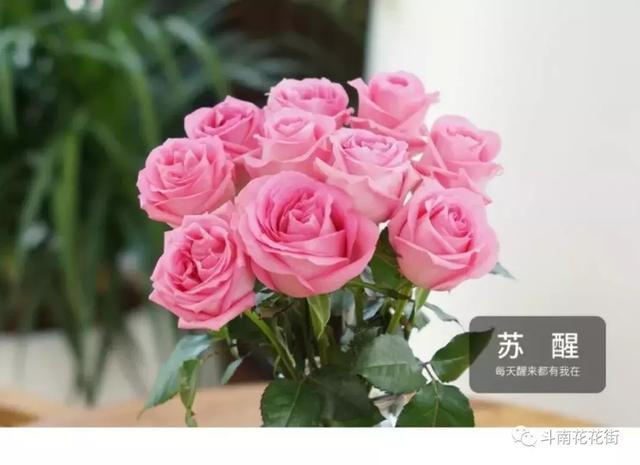 玫瑰品种名称及图（带你认识玫瑰品种）(5)