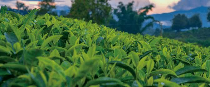 仓央嘉措、纳兰性德、柳永的诗词,谁更胜一筹