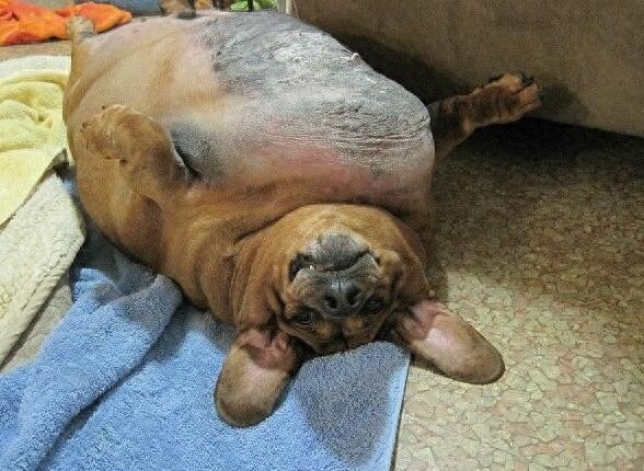 小体腊肠犬被主人养成巨无霸，主人抛弃后被兽医收养减肥成功