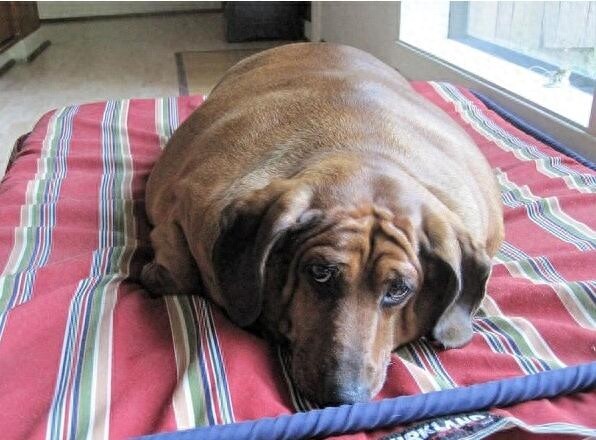 小体腊肠犬被主人养成巨无霸，主人抛弃后被兽医收养减肥成功