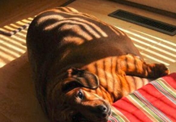 小体腊肠犬被主人养成巨无霸，主人抛弃后被兽医收养减肥成功