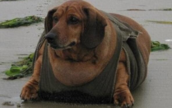 小体腊肠犬被主人养成巨无霸，主人抛弃后被兽医收养减肥成功