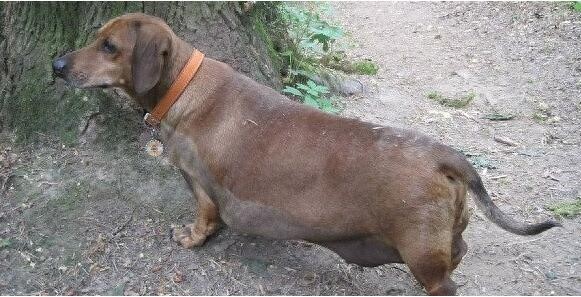 小体腊肠犬被主人养成巨无霸，主人抛弃后被兽医收养减肥成功